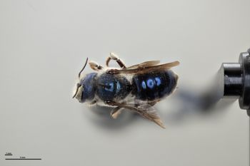 Media type: image;   Entomology 790480 Aspect: habitus dorsal view